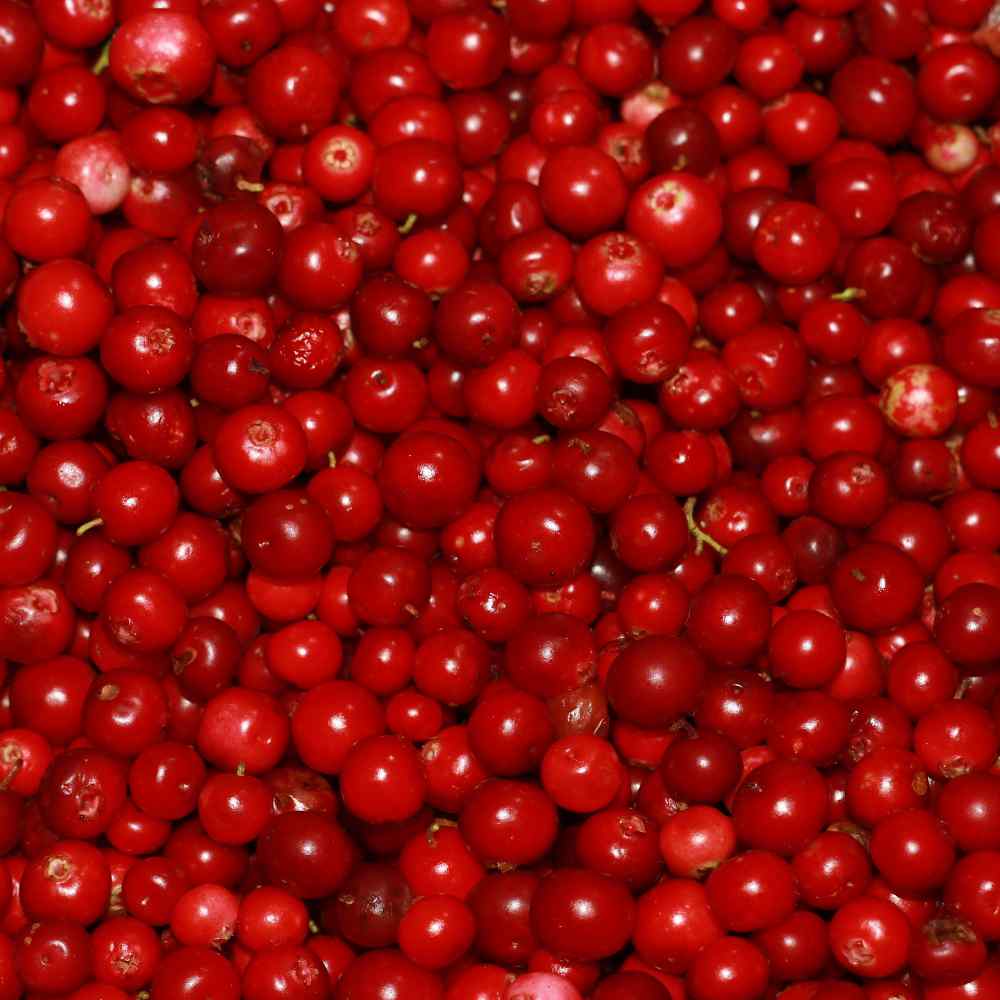 Vaccinium Vitis-idaea Plants