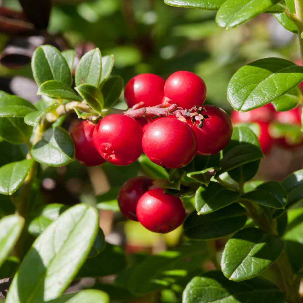Vaccinium Vitis-idaea Fruit
