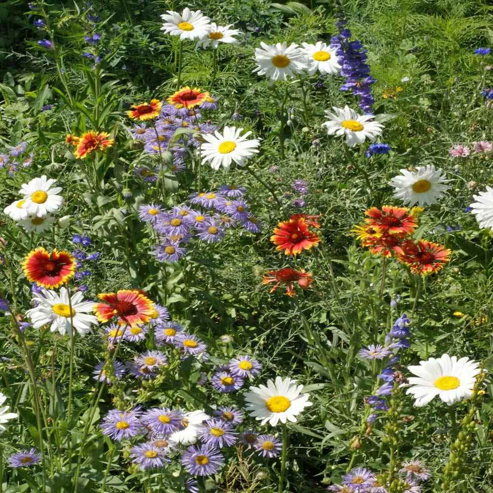 Intermountain Wildflowers