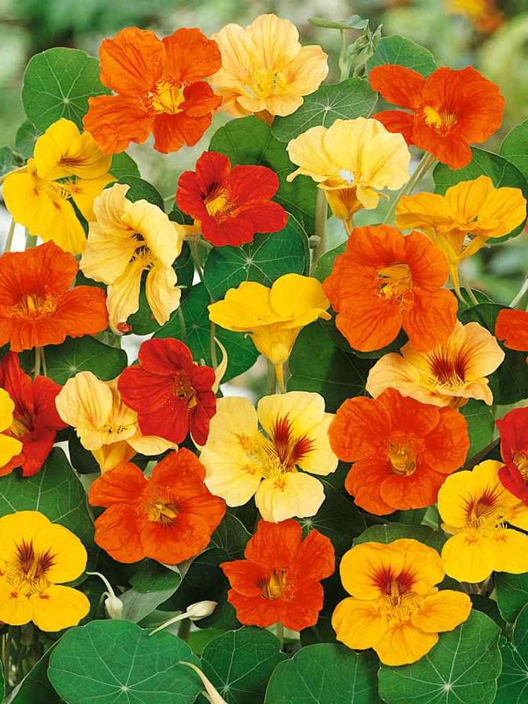 nasturtium red and orange seed mix