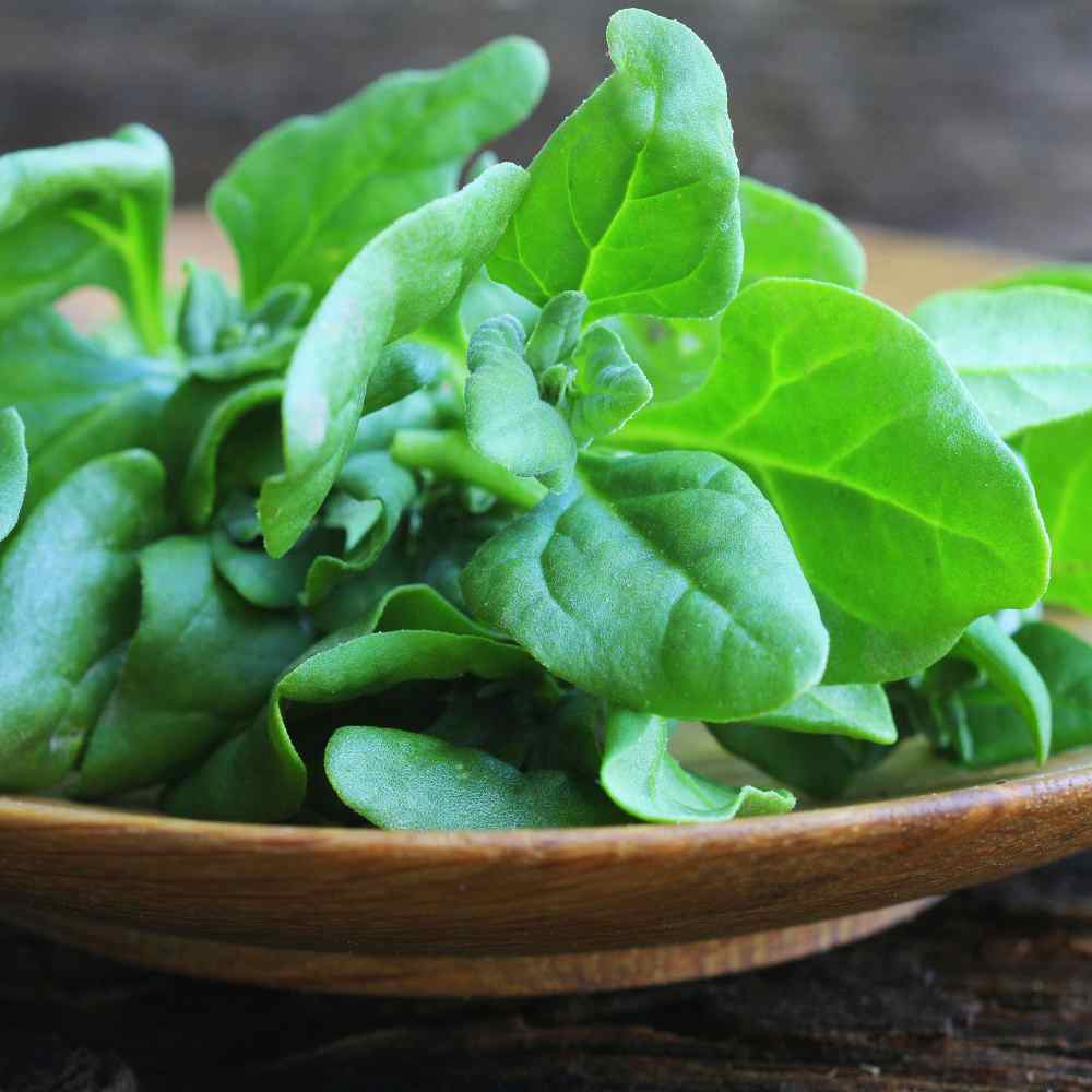 New Zealand Spinach Plate