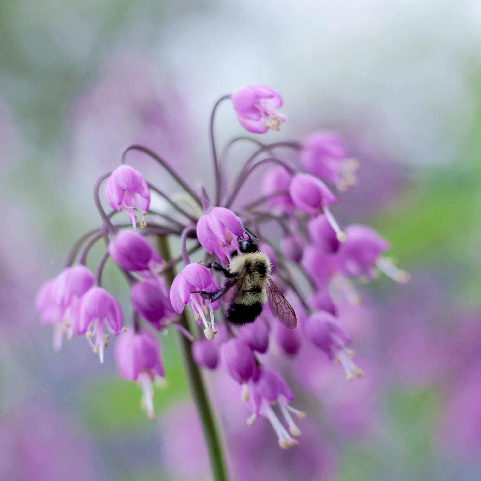 Nodding Pink Onion