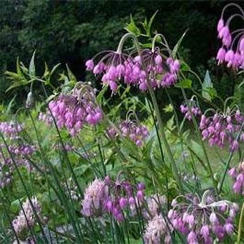 Perennial Nodding Pink Onion