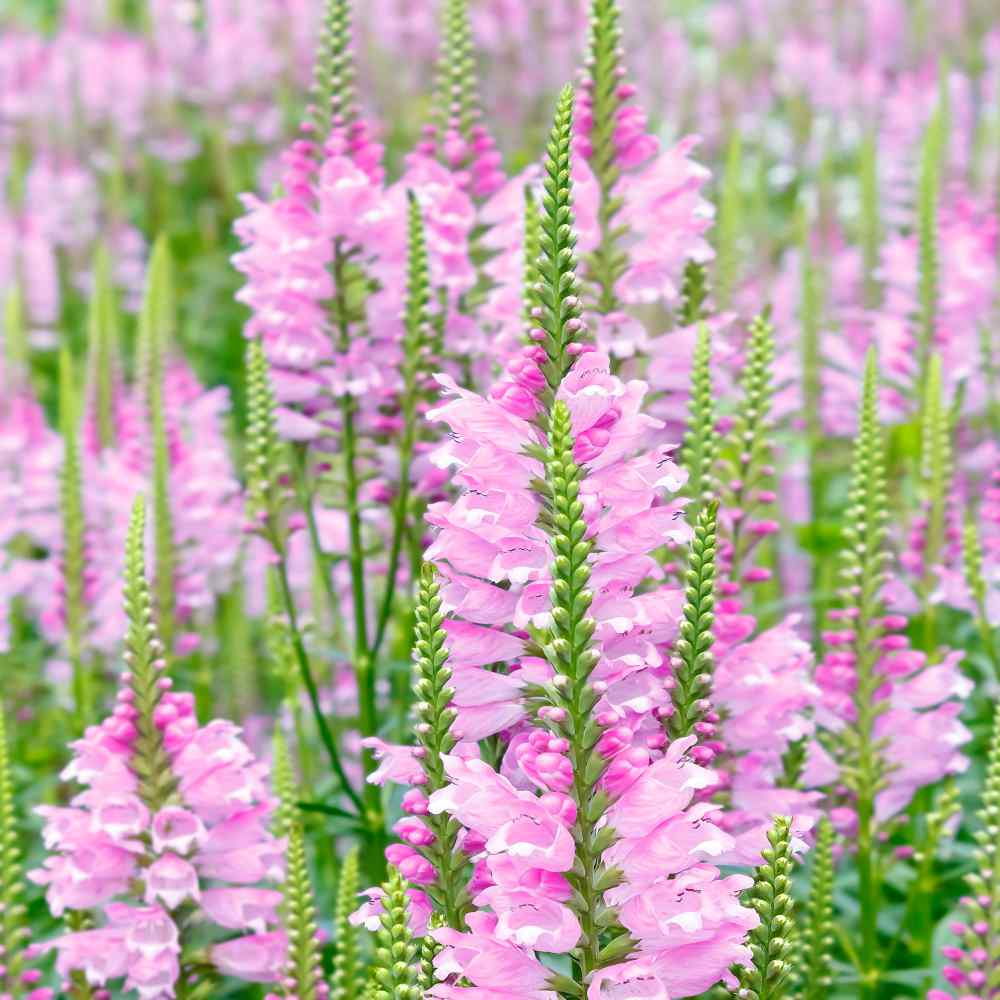 Pink Obedient Plant Flower Field