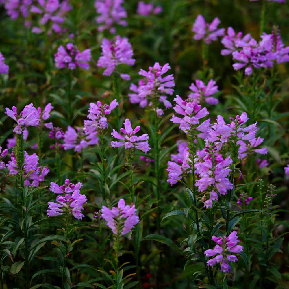 Physostegia Virginiana Pink