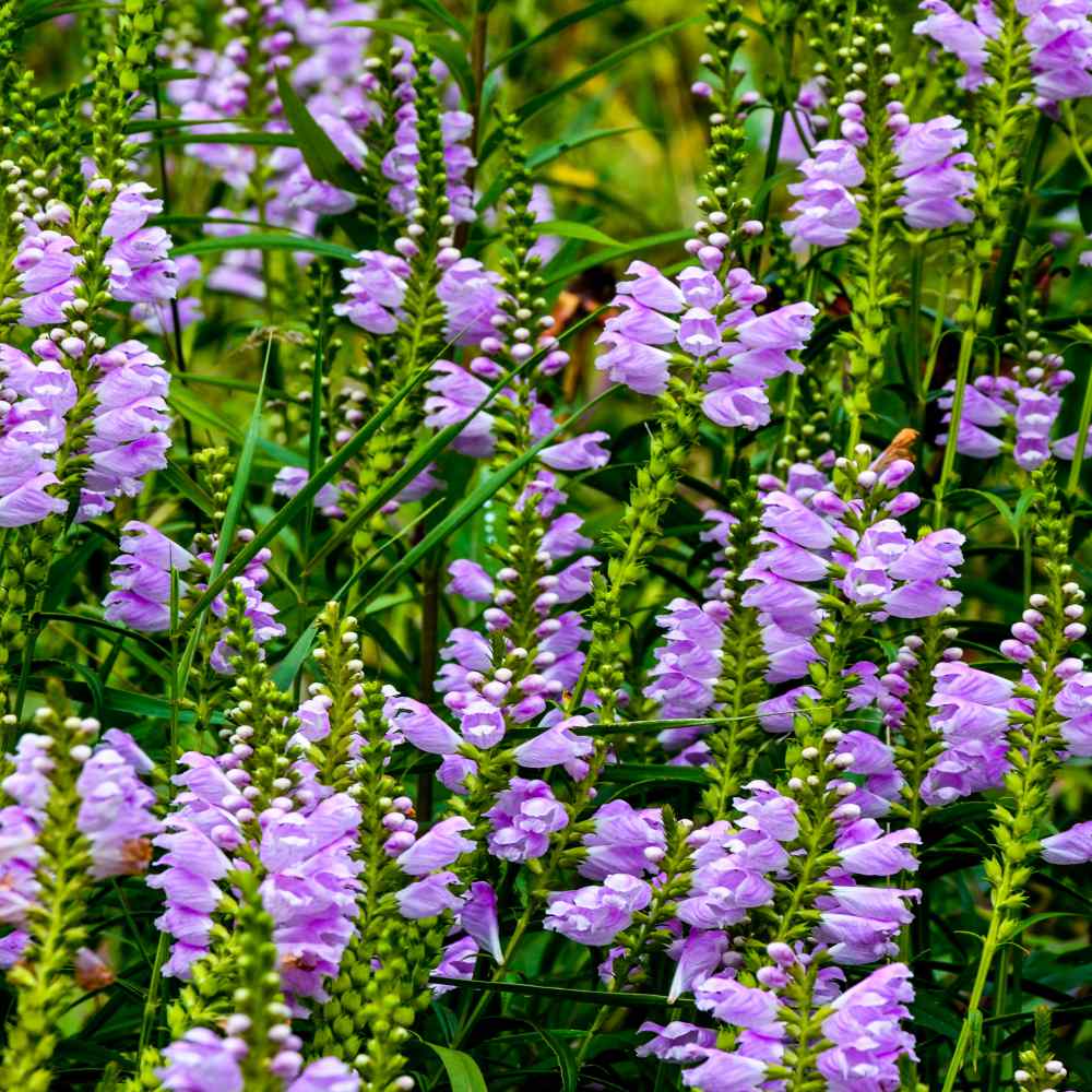 Pink Obedient Plant Flower Seed