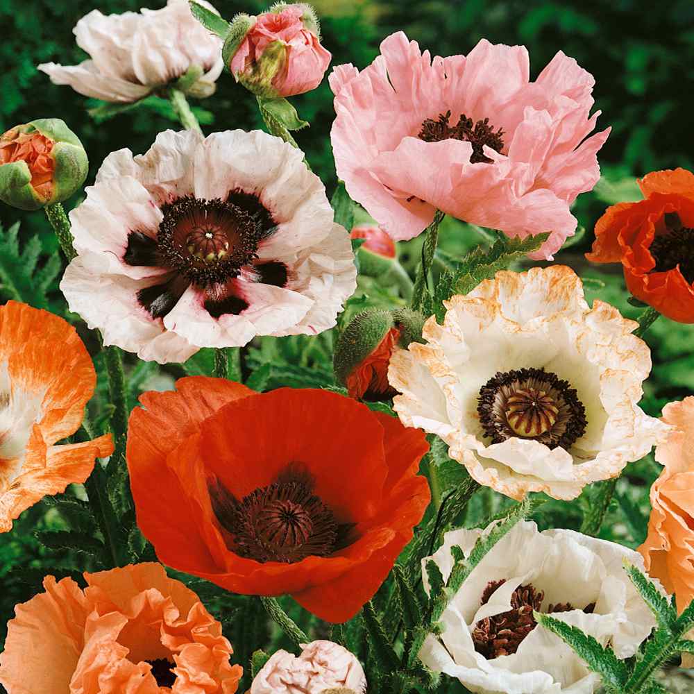 Oriental Poppy Flower Mix