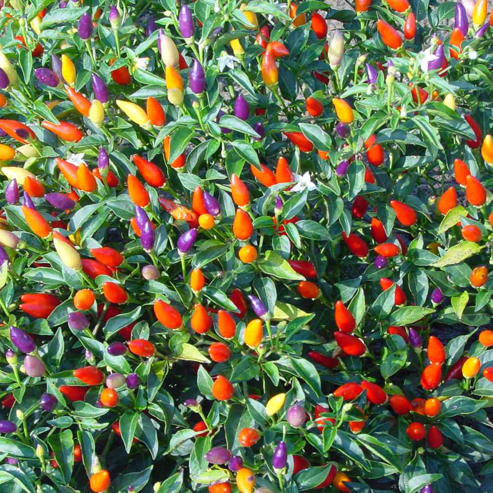 Capsicum Ornamental Pepper Mix