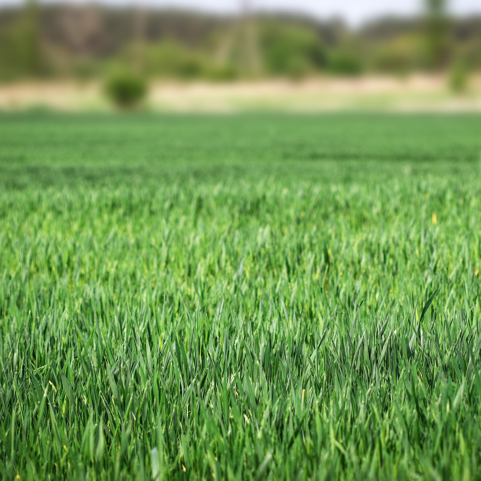 OSP Ryegrass Lawn Seed