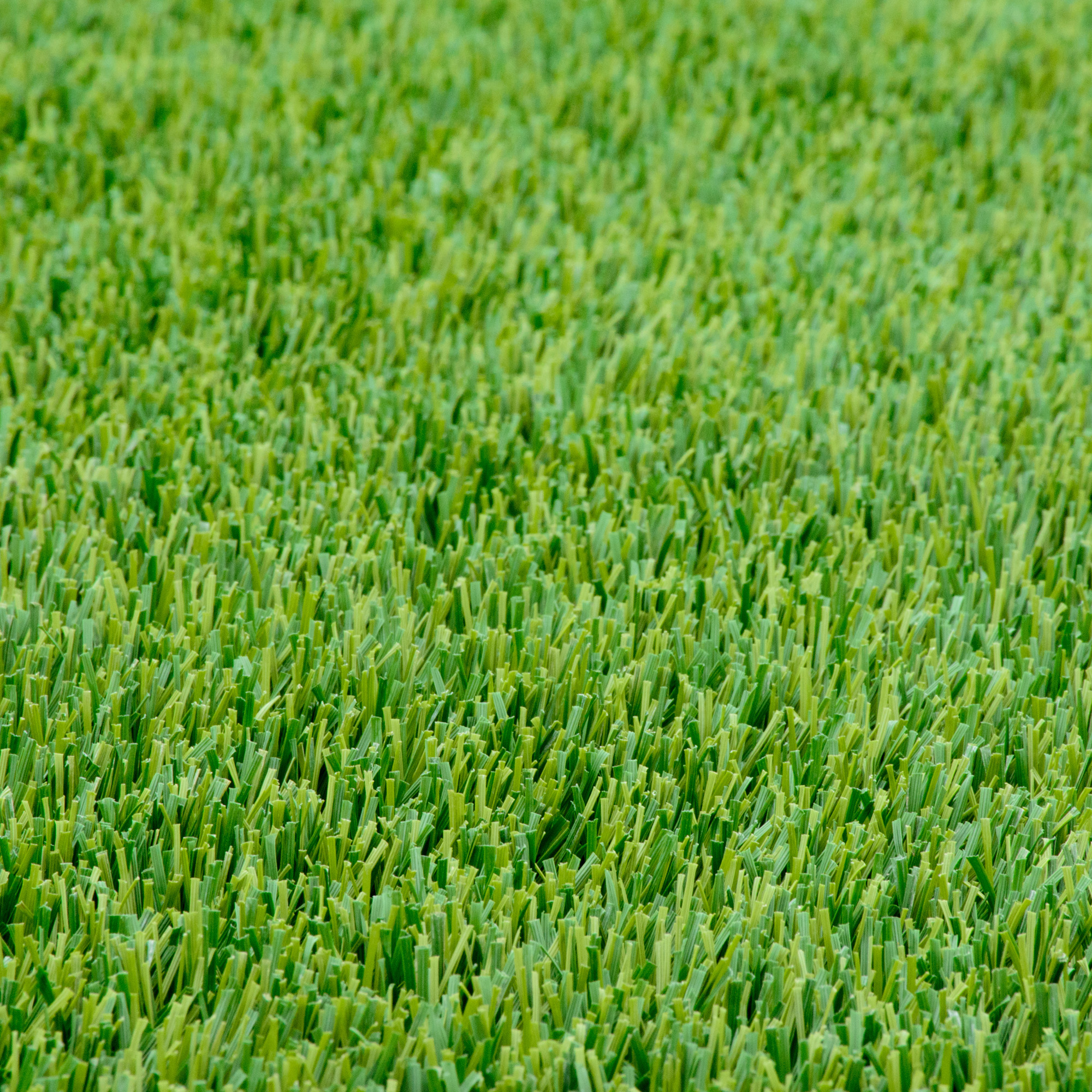 Perennial Rye Grass Seed