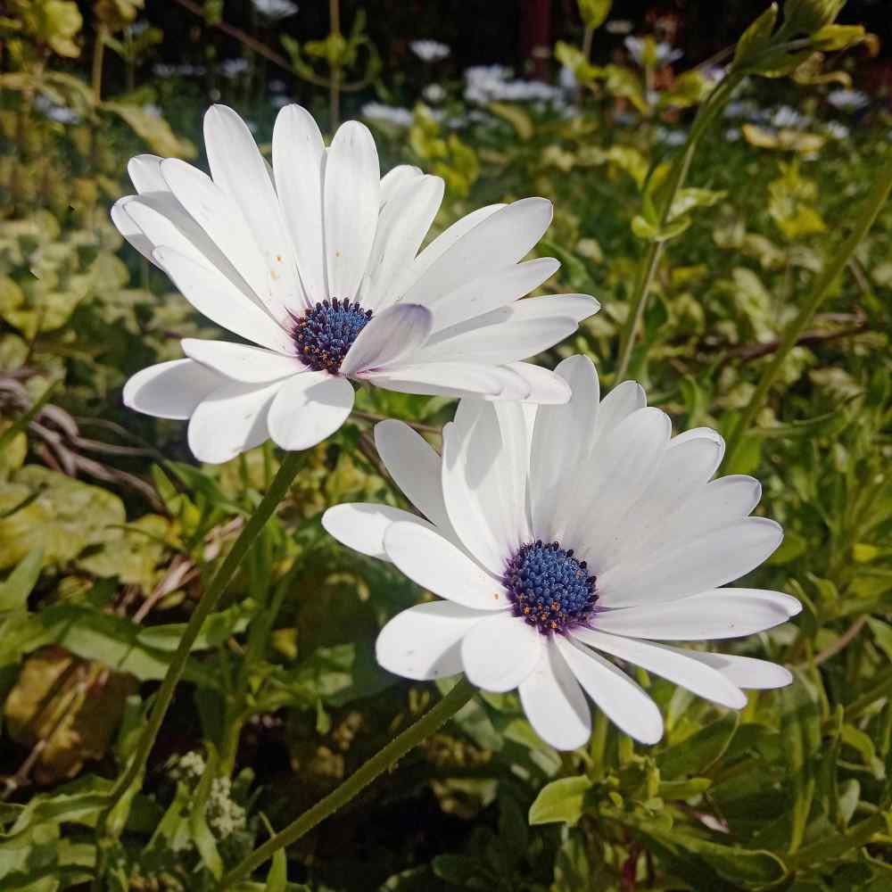 White African Daisy Osteopersmum Flowers