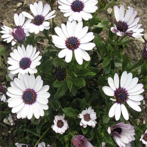 Osteospermum Ecklonis White Flowers