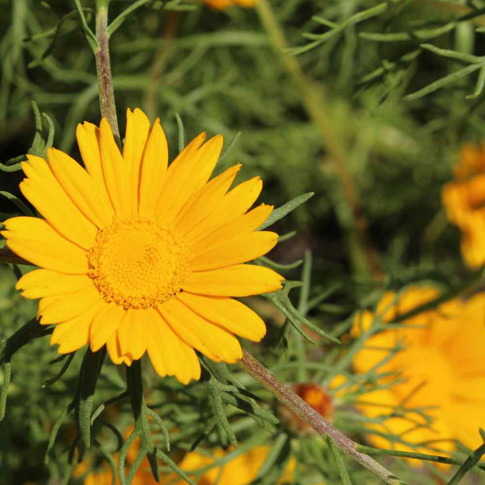 Palm Springs Daisy Flowers
