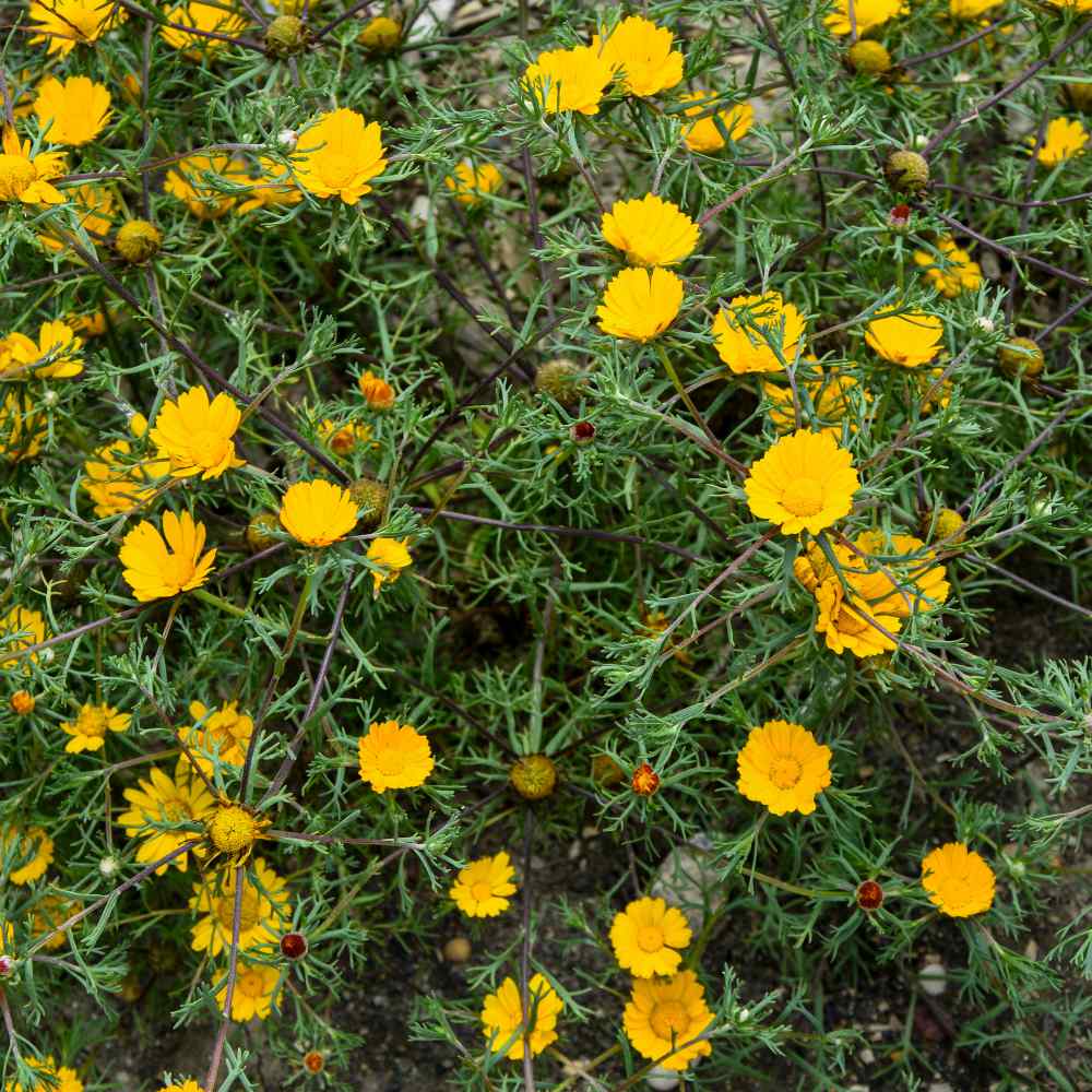 Palm Springs Daisy Yellow Flowers