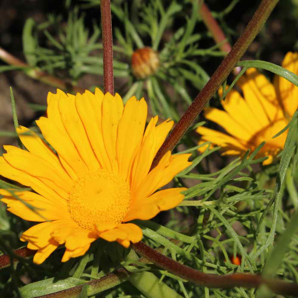 Cladanthus Arabicus Plants