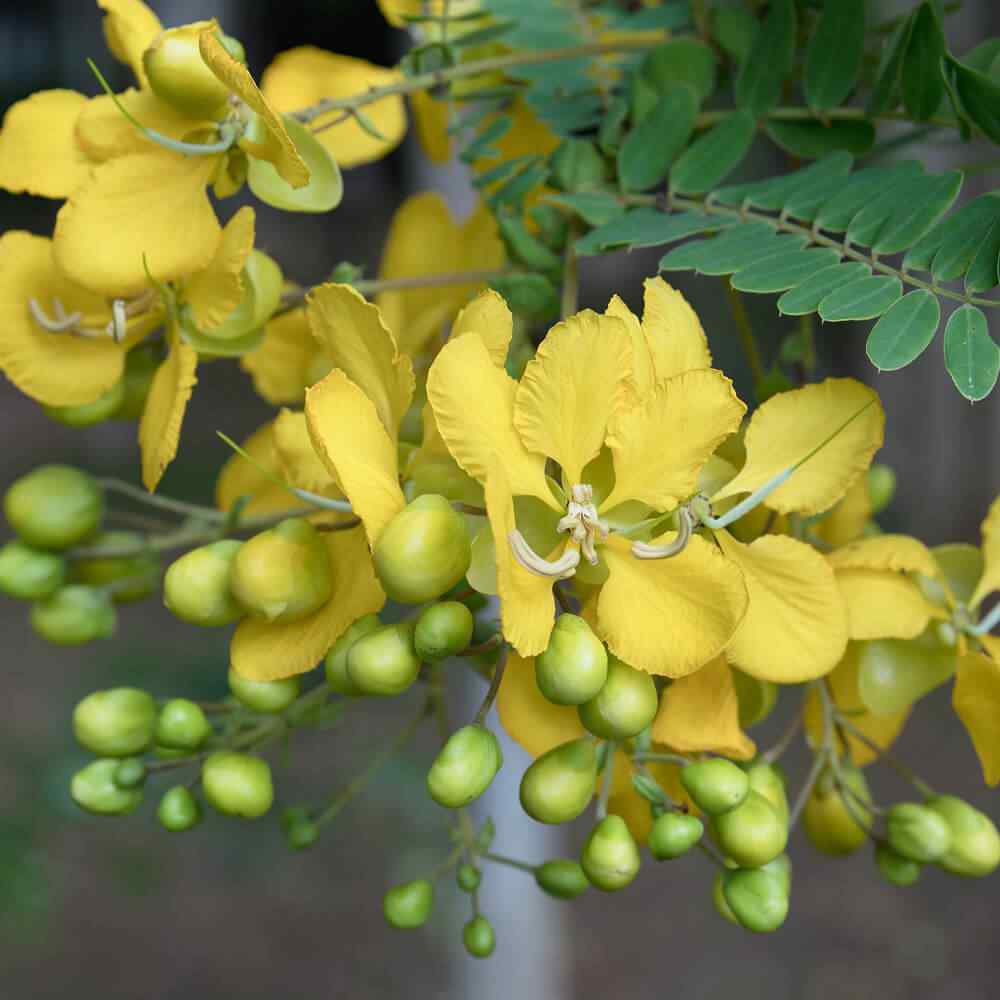 Partridge Pea Flowers