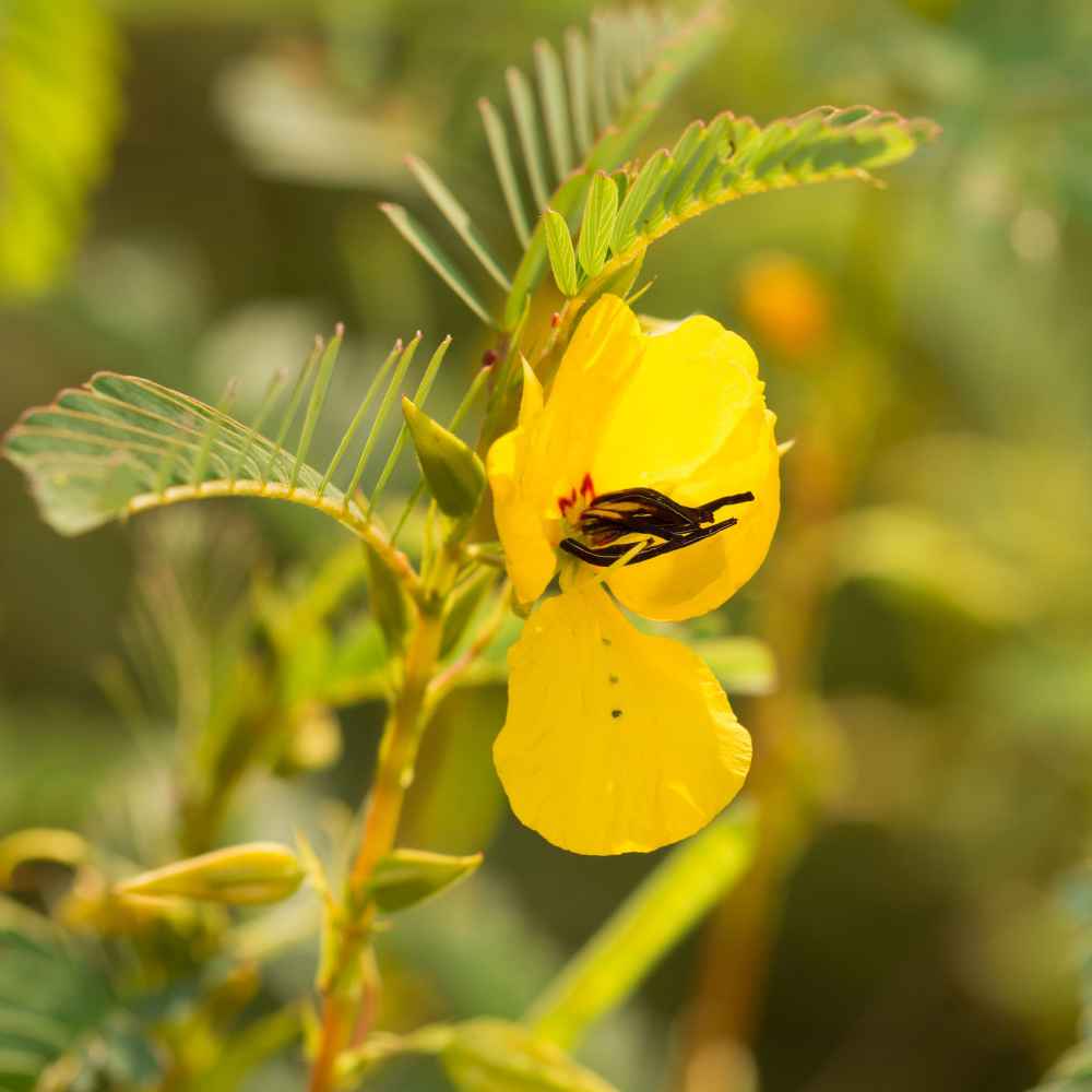 Chamaecrista Fasciculata