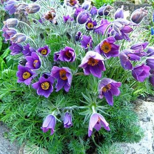 Anemone Vulgaris Violet