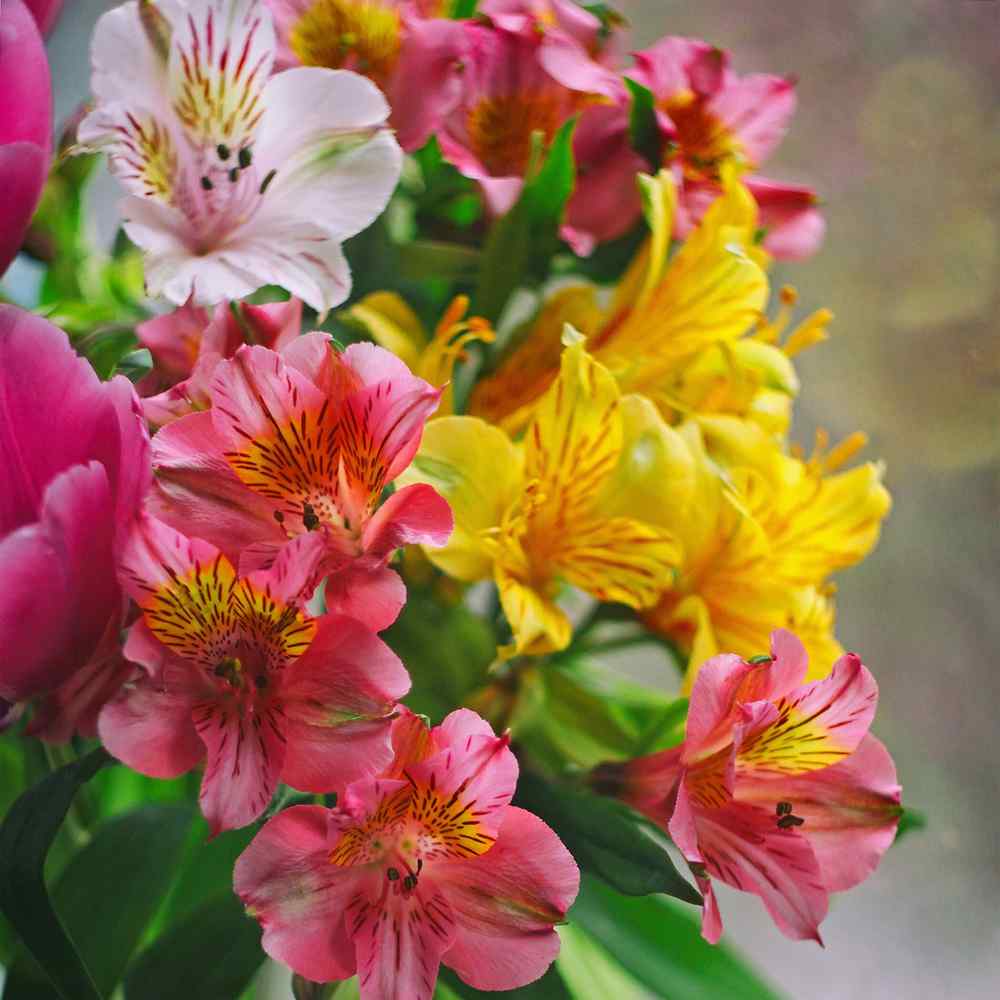 Peruvian Lily