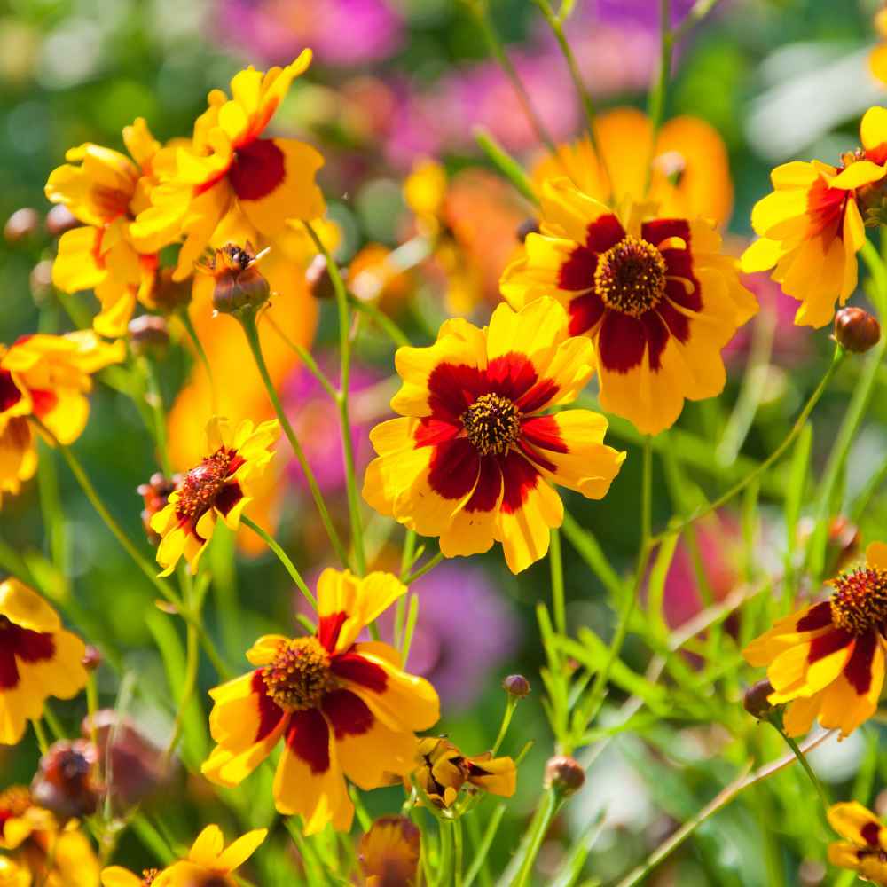 Plains Coreopsis Wild Flower Seed