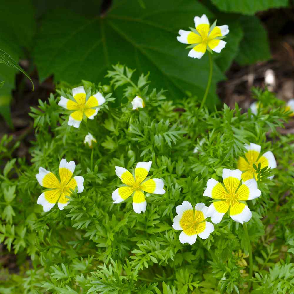 Meadowfoam Flowers