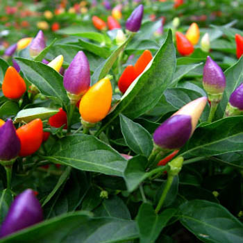 Ornamental Pepper Mix
