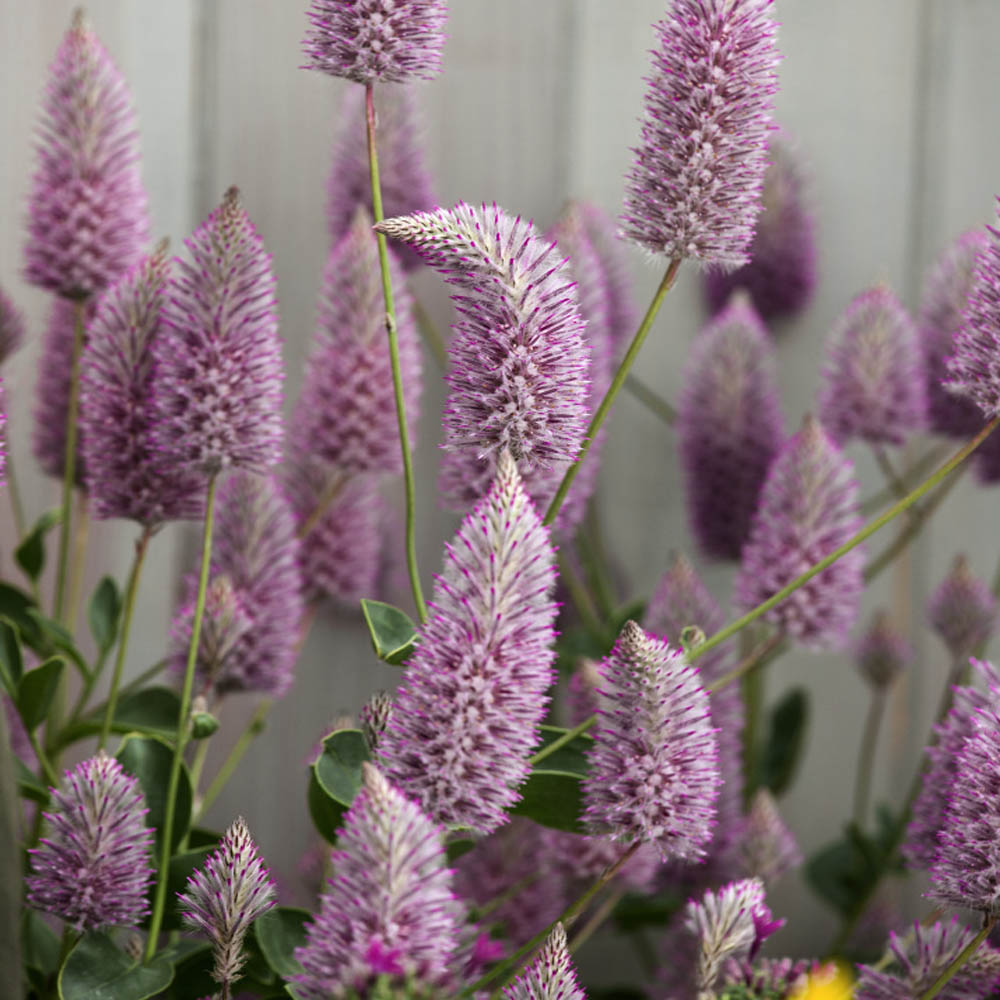 Ptilotus Joey Flowers