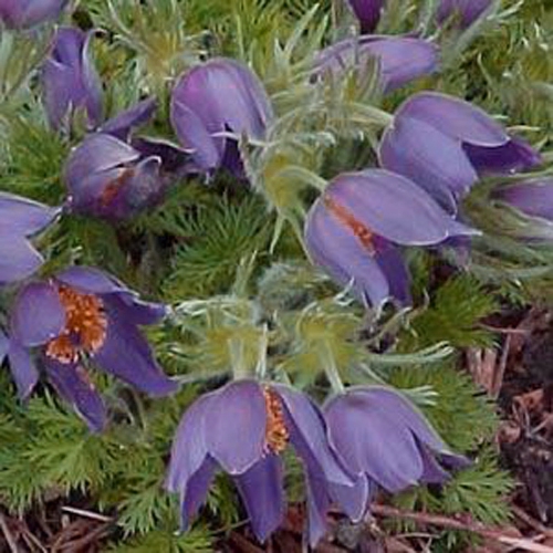 Anemone Violet