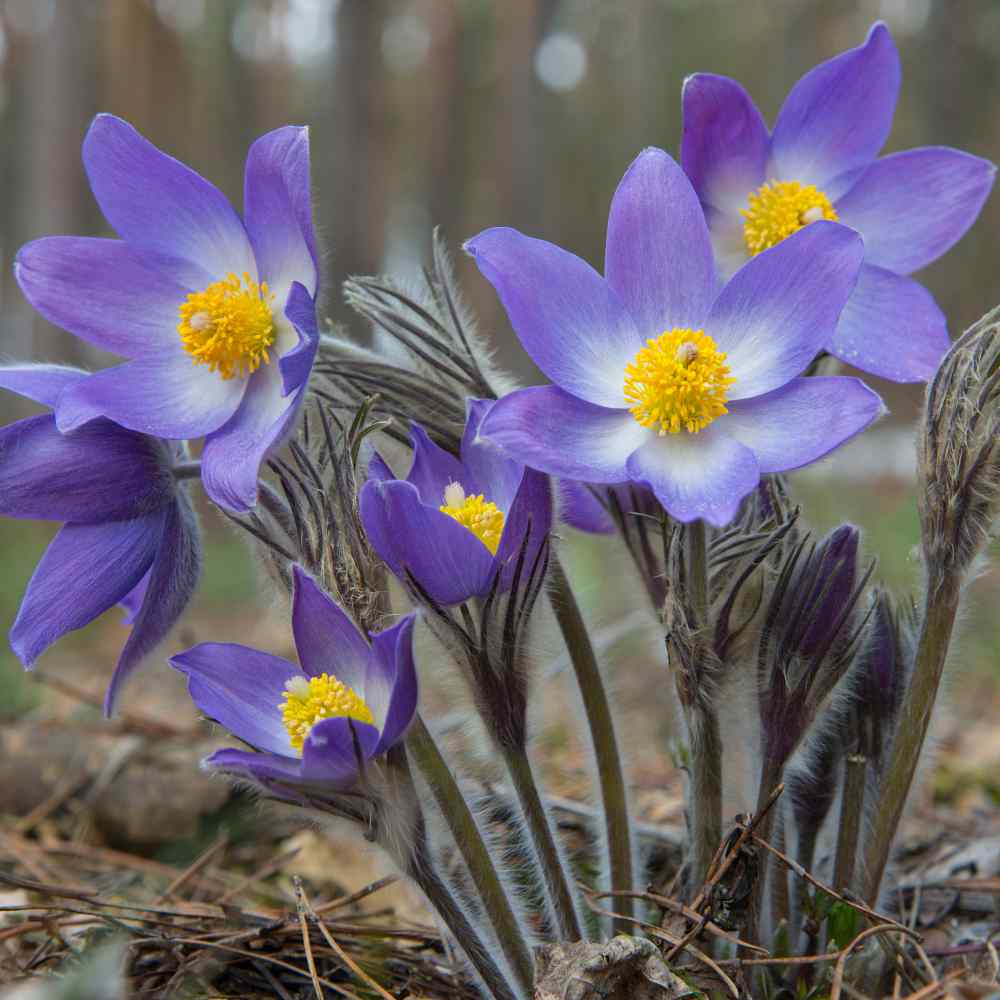Pulsatilla Vulgaris Violet
