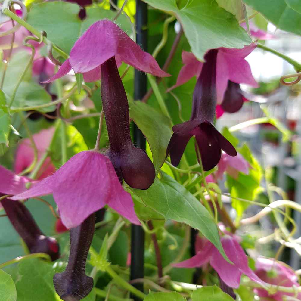 Rhodochiton Plants