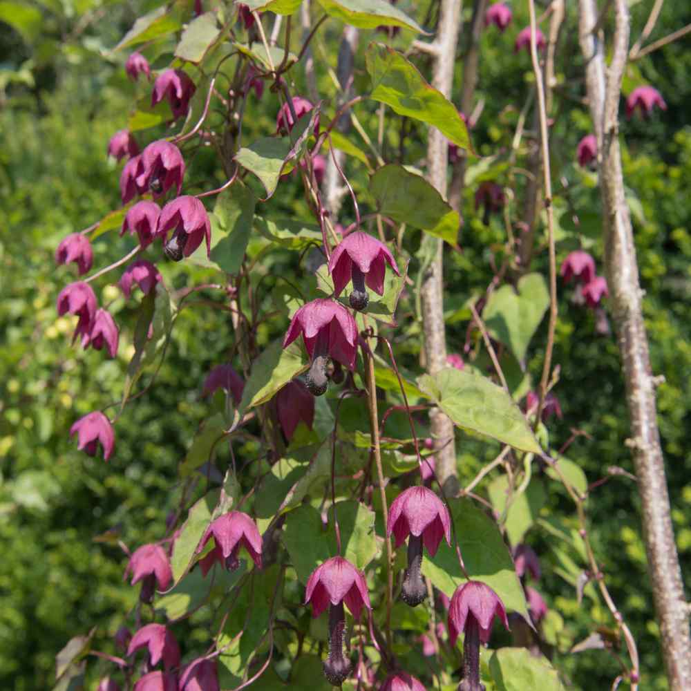 Purple Bell Vine Flowering