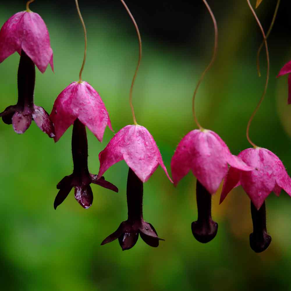 Purple Bell Vine Flowers