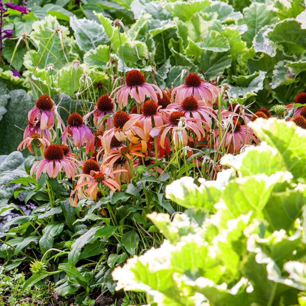 Echinacea Purpurea Flowers