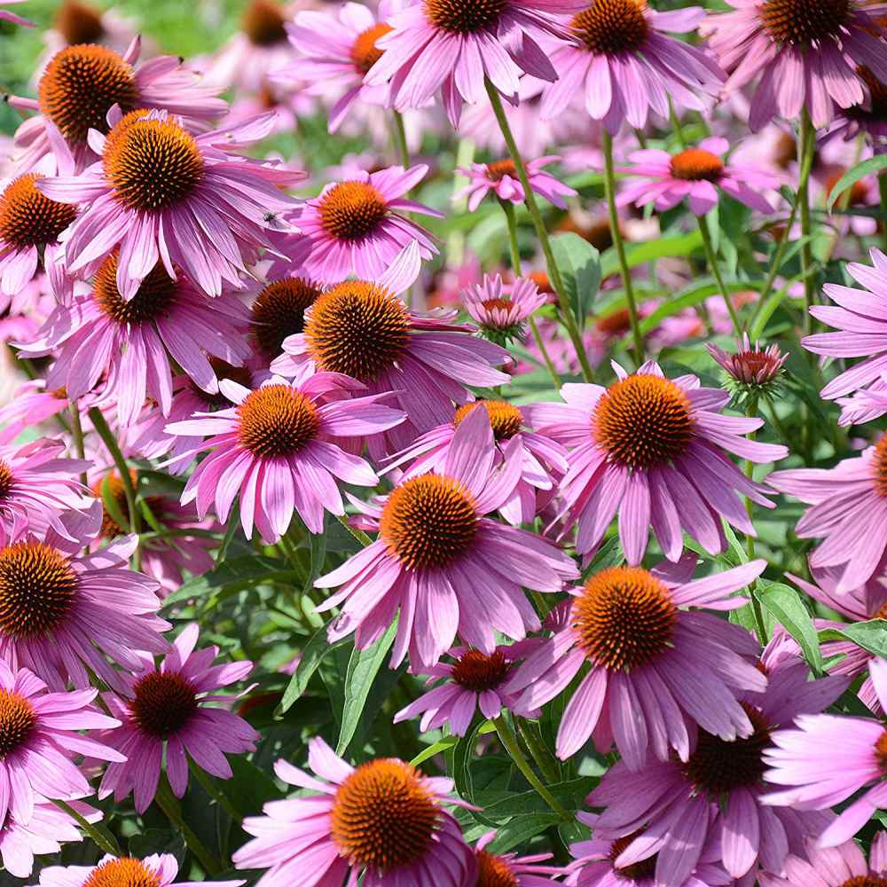 Purple Coneflower Wildflower