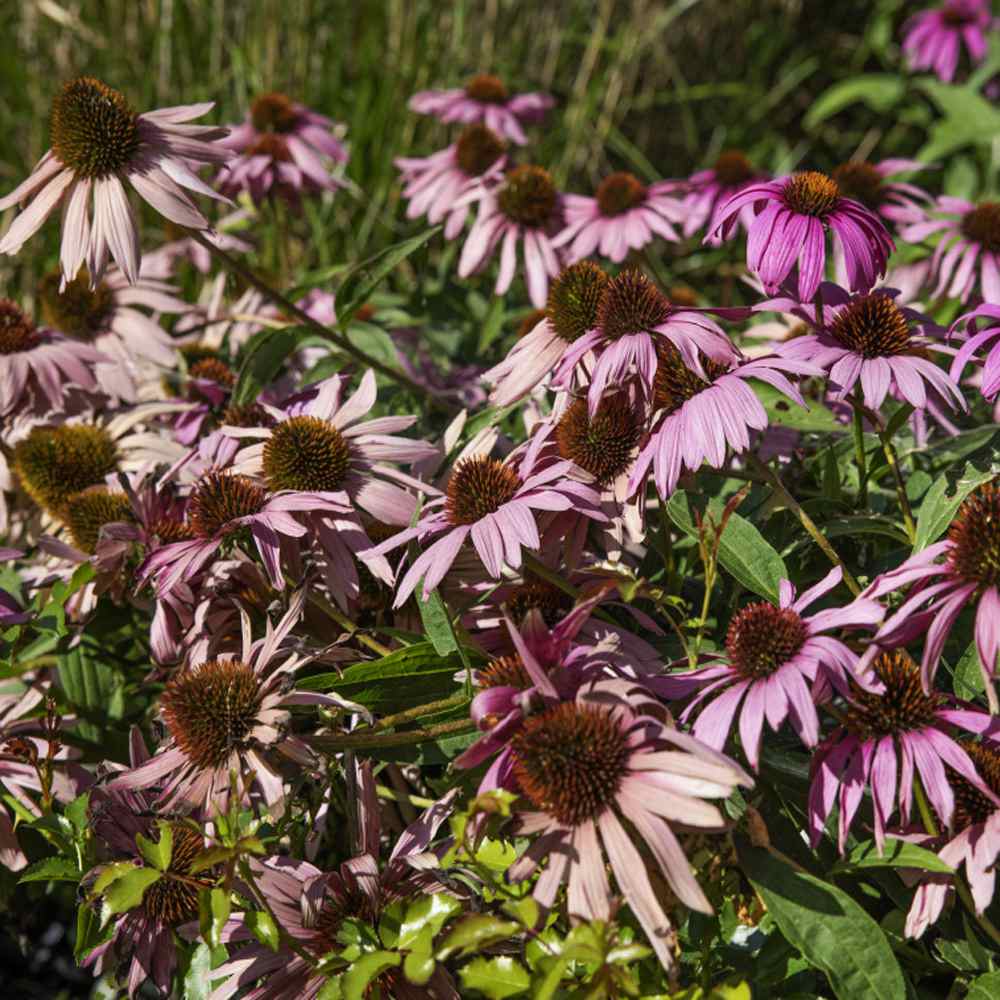 Echinacea Purpurea Wildflowers