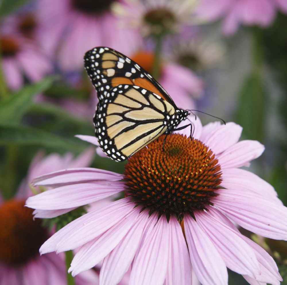Purple Coneflower Flowers