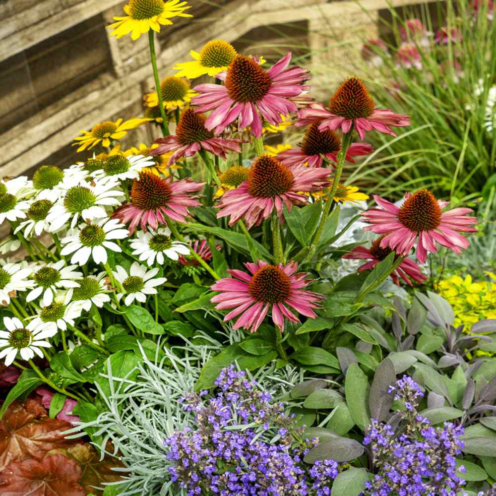 Purple Coneflower Wild Flowers