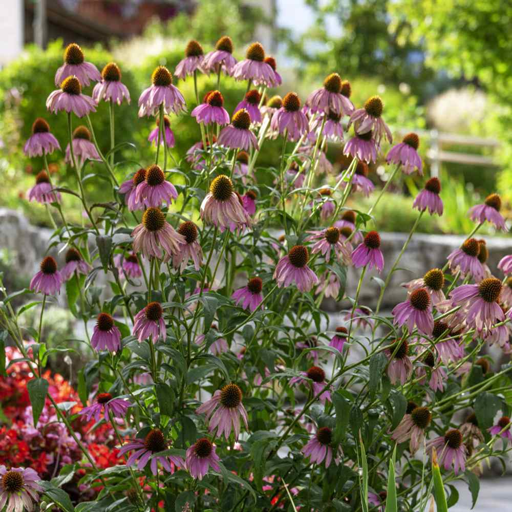 Perennial Purple Coneflower Flowers