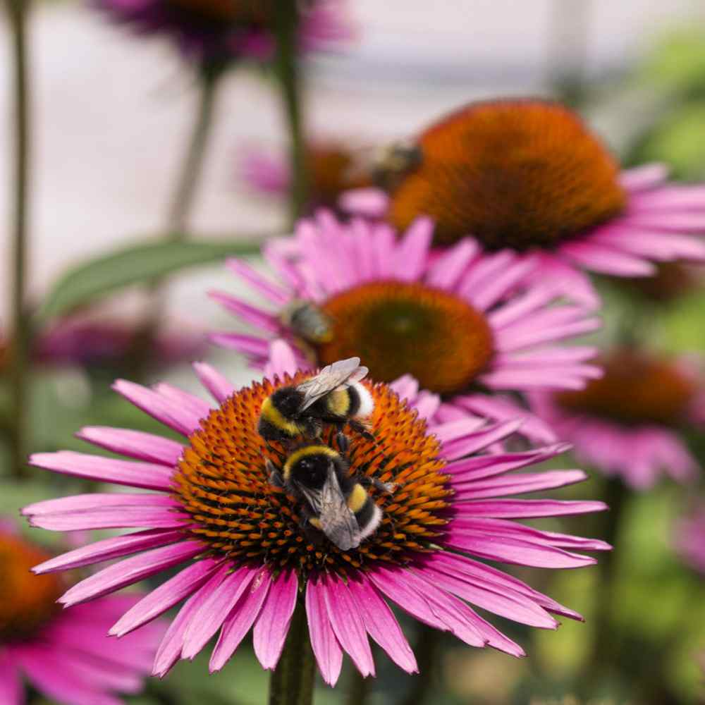 Perennial Echinacea Purple Coneflower Flowers