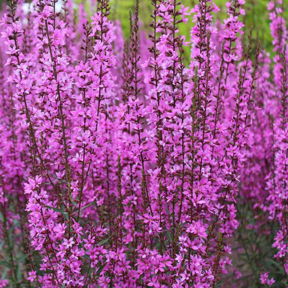Purple Loosestrife Flower Seed
