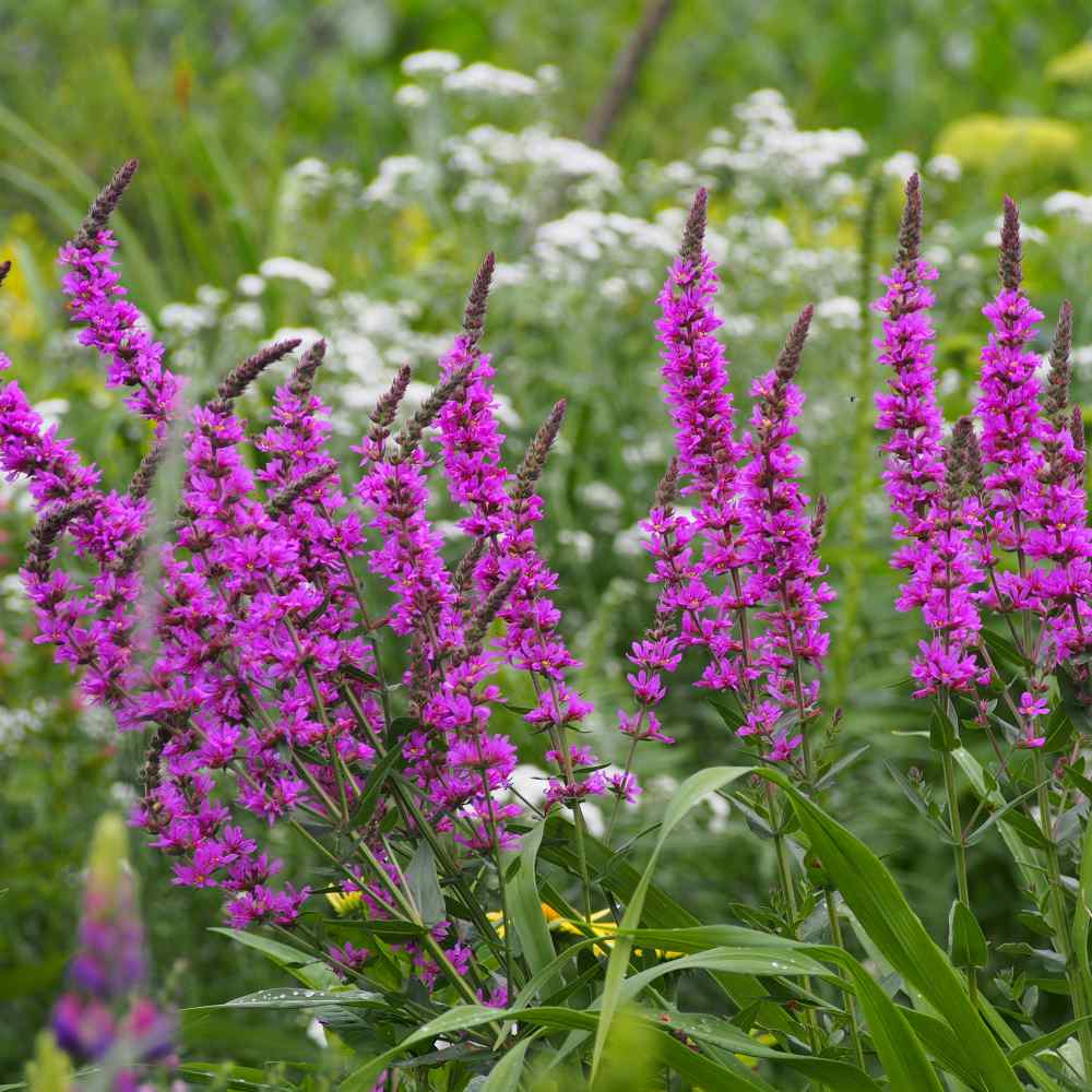 Purple Loosestrife Water Plant