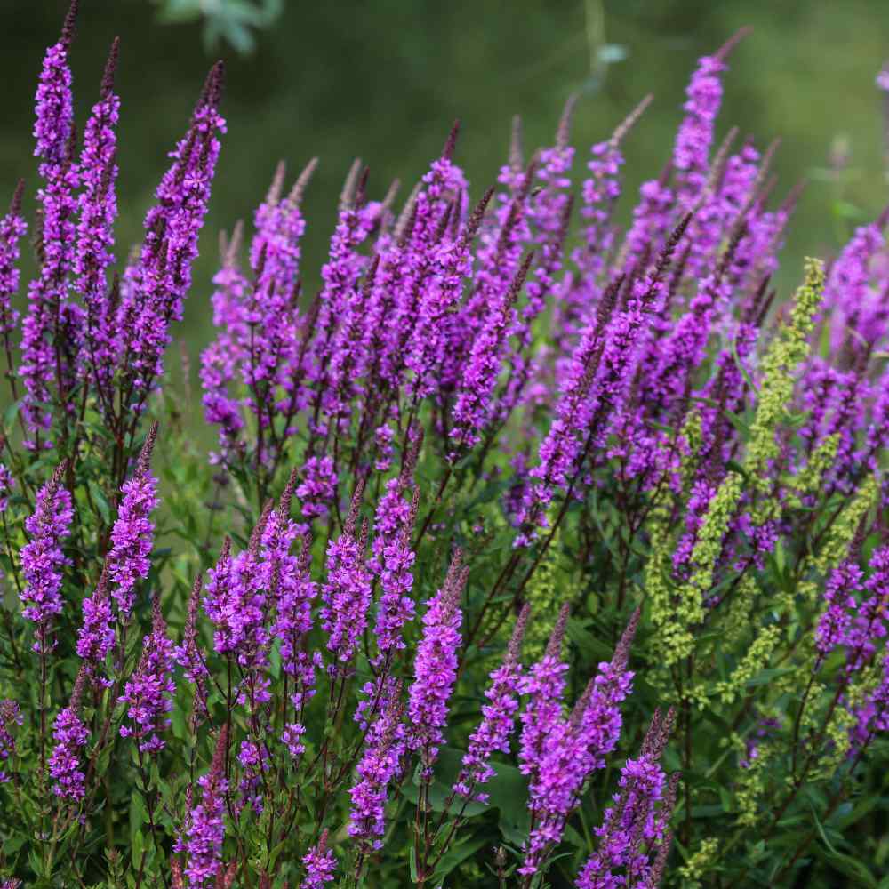 Purple Loosestrife Swamp Plant