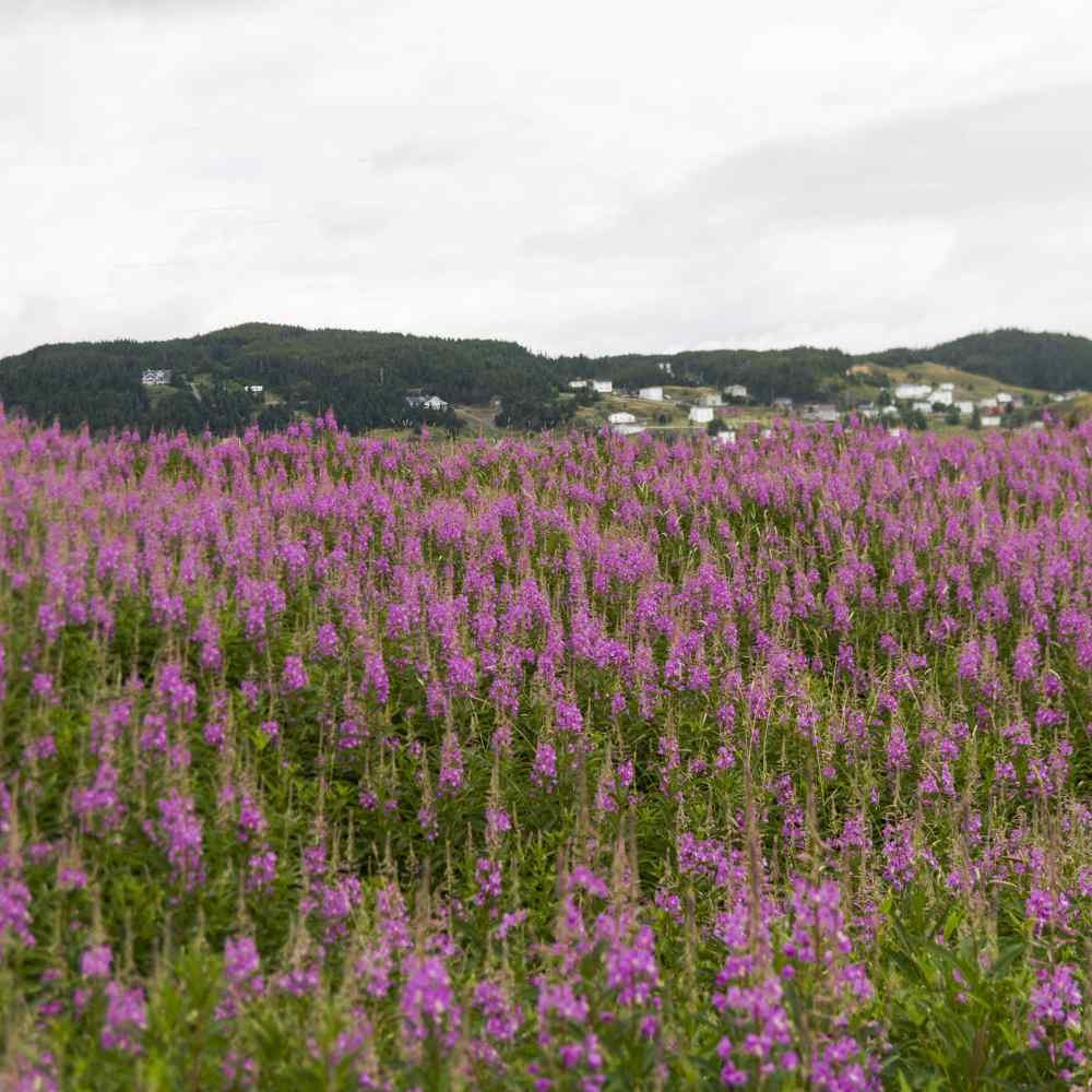 Perennial Purple Loosestrife