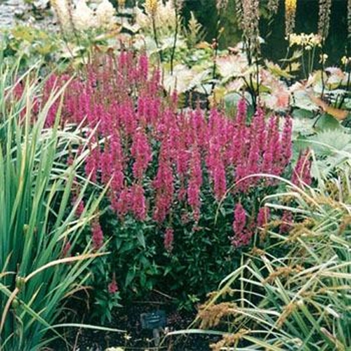 Lythrum Salicaria Flowers