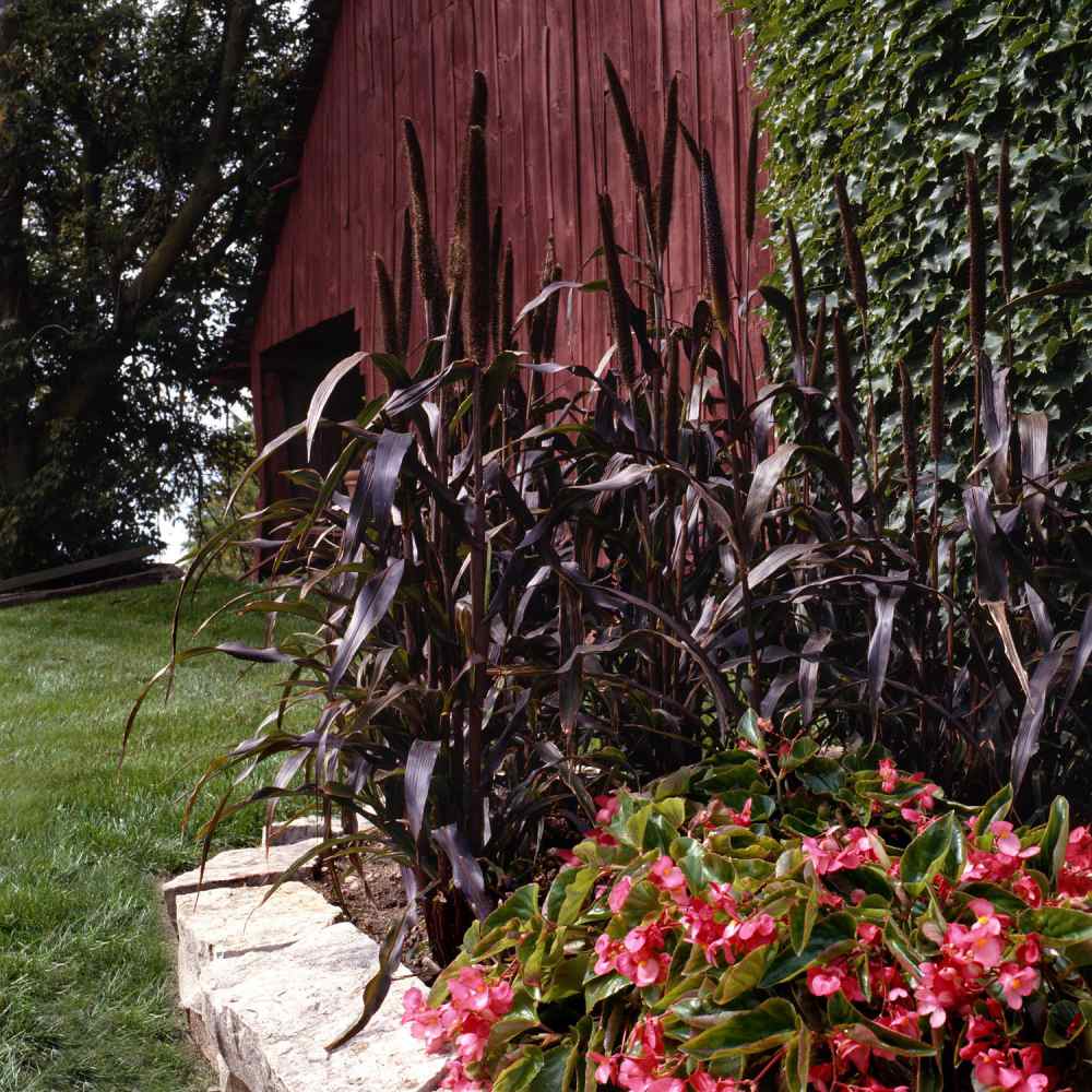 Purple Millet - Jester