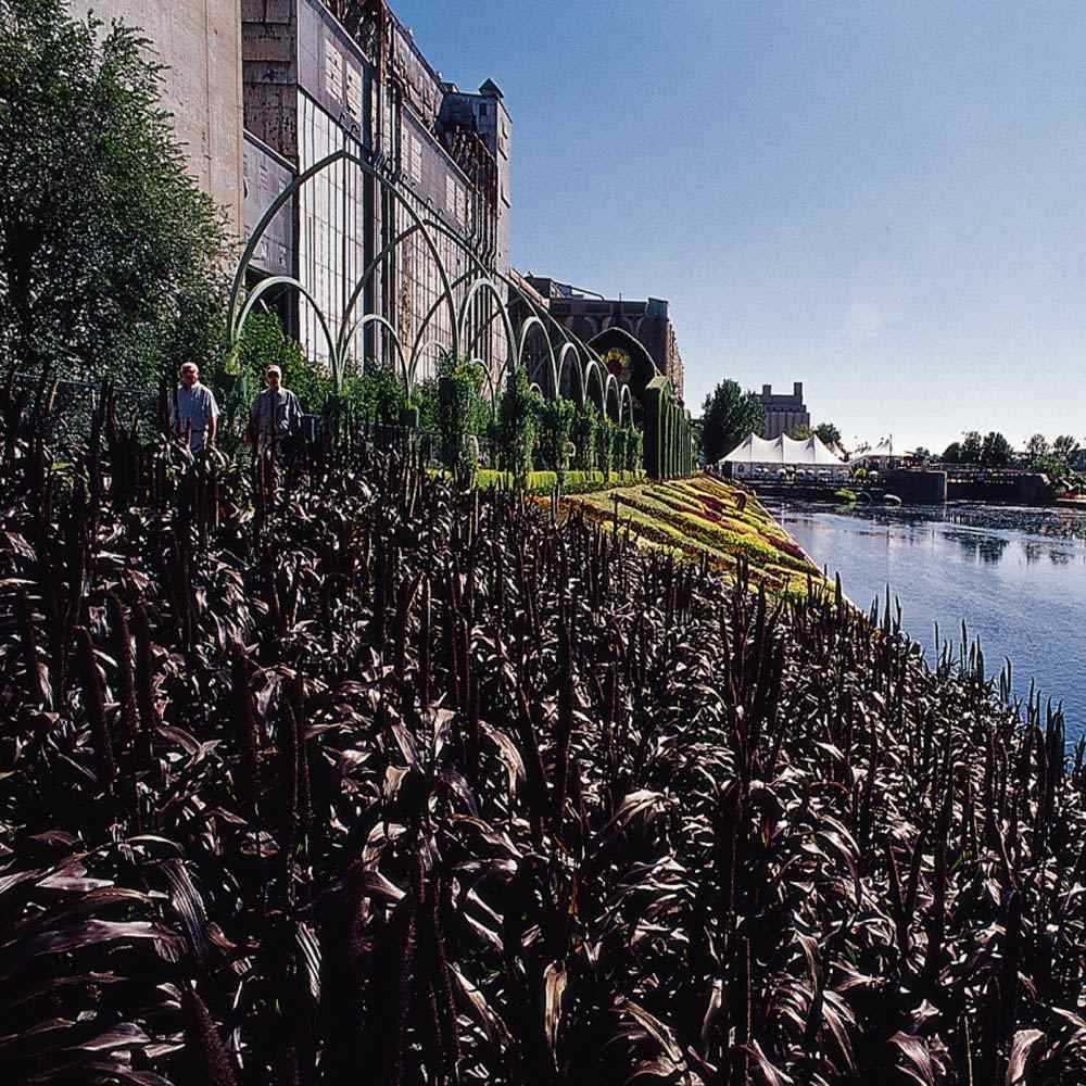 Millet Plant