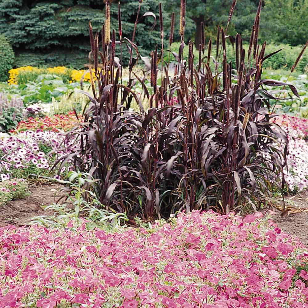 Purple Millet Landscape