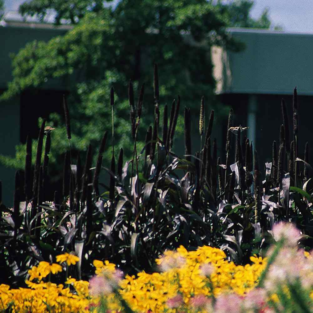 Pennisetum Seeds