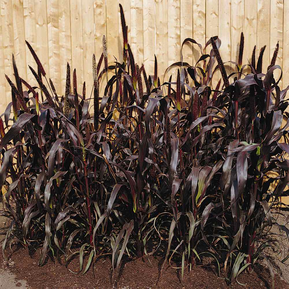 Purple Millet Flower Bed