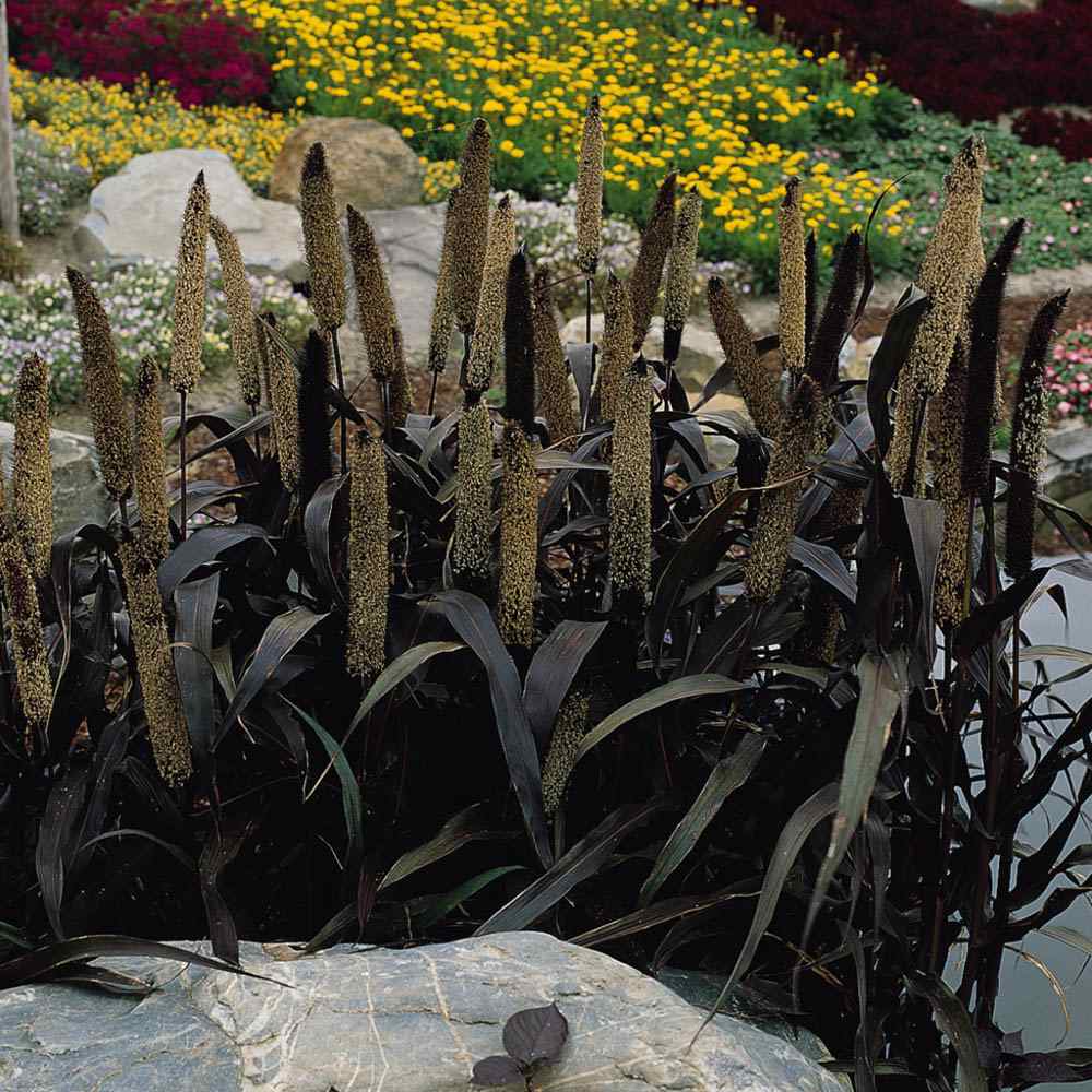 Purple Millet Garden
